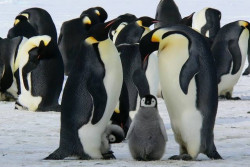 Riset: Sarden Menipis, 60.000 Penguin Afrika Kelaparan