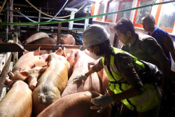 Indonesia Larang Impor Daging Babi dari Spanyol akibat Wabah ASF