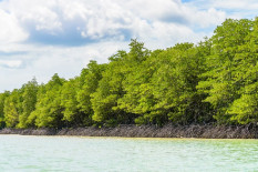 Total Luas Mangrove Indonesia Ditetapkan 3,45 Juta Hektare