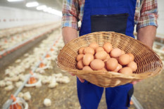 Harga Cabai Rawit Merah Rp55.000 per Kg, Telur Rp31.950