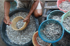 Produksi Ikan Budidaya Bantul Lampaui Target, Tembus 13.825 Ton