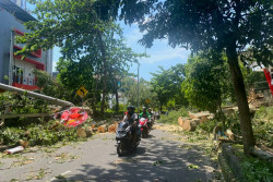 Dua Pengendara Motor Meninggal Tertimpa Pohon Randu di Lembah UGM