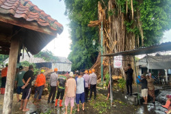 Angin Kencang, Pohon Beringin Masjid Gede Mataram Kotagede Tumbang