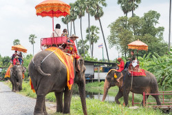 Pemerintah Melarang Atraksi Naik Gajah di Seluruh Indonesia