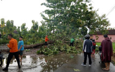 Ancam Keselamatan, 200 Pohon Ring Road Bantul Jadi Target Tebang