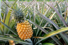 Asam Urat Tinggi? Ini Buah yang Disarankan Dikonsumsi
