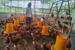 Peroleh Bantuan CSR, KWT Tangguh Dikawal Menuju Bisnis Ayam Petelur