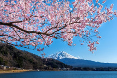 Festival Sakura 2026 di Arakurayama Batal, Turis Jadi Sorotan