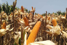 Kementan Genjot Jagung Pangan, Target Swasembada 2026