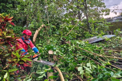 Cuaca Ekstrem Terjang DIY, Longsor dan Pohon Tumbang Meluas