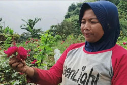 Tradisi Nyekar Dongkrak Penjualan Mawar di Magetan