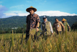 Jateng Optimistis Produksi Padi Naik pada Awal 2026