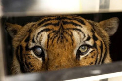 70 Lebih Harimau Mati Misterius di Thailand, Taman Wisata Ditutup