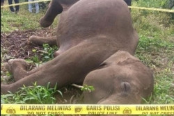 Gajah Sumatera Ditemukan Mati, Diduga Tersengat Kawat Listrik