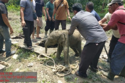 Anak Gajah Terperosok Septic Tank, BBKSDA Riau Gerak Cepat