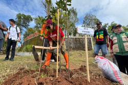 Gunungkidul Genjot Budidaya Nangka, Panen 36 Ribu Kuintal