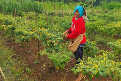 Harga Cabai Tembus Rp100 Ribu, Petani Gunungkidul Panen Senyum