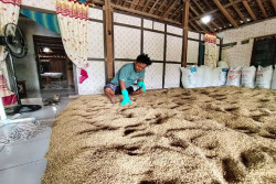 Cuaca Tak Menentu, Gabah Petani Gunungkidul Dijemur di Dalam Rumah
