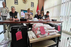 Penyelundupan 54 Ribu Benur Lewat YIA Digagalkan