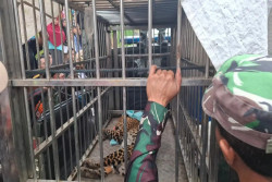 Masuk Permukiman, Macan Tutul Tawangmangu Dievakuasi ke Solo Safari