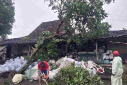 Angin Kencang Terjang Sleman, 11 Rumah Rusak