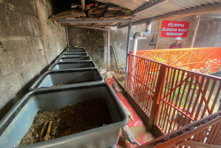 Sampah Dapur di Demangan Jogja Diolah Jadi Pakan Maggot