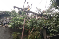 Angin Kencang Robohkan Pohon, Rumah Mbah Karto di Kulonprogo Hancur