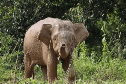 Selamatkan Anak Gajah di Perbatasan, Kemenhut Gandeng Malaysia