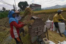 Maret 2026, 1.880 Hektare Lahan Padi di Kulonprogo Panen