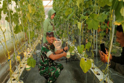 Kodim Gunungkidul Kembangkan Budidaya Melon Loreng