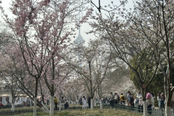 Musim Semi Tiba, Keindahan Bunga Sakura di Taman Yuyuantan Beijing