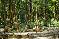 Telkom Gandeng Komunitas Jaga Bekantan dan Mangrove