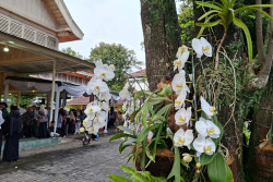 Bukan Karangan Bunga, Anggrek Jadi Ucapan Hari Jadi DIY