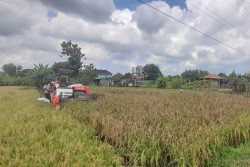 Panen Padi Terhambat, Bantul Kekurangan 15 Unit Mesin Pemanen