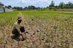 Kementan Dorong AUTP Hadapi El Nino, Lindungi Petani dari Gagal Panen