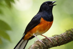 Tips Merawat Burung Murai Batu agar Rajin Bunyi dan Siap Lomba