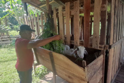 TKD Jadi Ladang Cuan, Peternak Bantul Kembangkan Usaha Domba