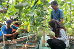 Greenhouse Melon Ketitang Jadi Daya Tarik Baru Wisata di Klaten