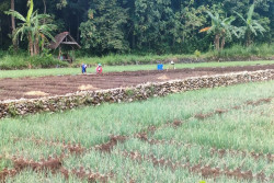 Petani Gunungkidul Beralih ke Bawang Merah Seusai Panen Padi