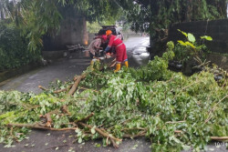 Cuaca Ekstrem Sleman, Longsor hingga Pohon Tumbang di 4 Kapanewon