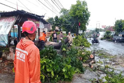 Hujan Disertai Angin Kencang, Pohon Tumbang di Wonogiri