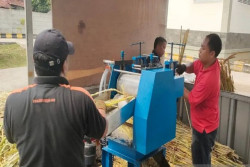 Sorgum Tak Lagi Terpinggirkan Kini Jadi Gula Semut Bernilai