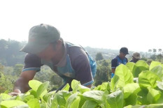 Awal Musim, Tiba Petani Temanggung Mulai Garap Tembakau