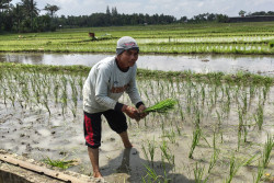 Kisah Daliman, Buruh Tani di Kulonprogo yang Berangkat Haji Tahun Ini