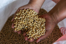 Harga Kedelai Melonjak, Ancaman Cabut Izin Menguat