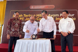 Tingkatkan Gizi Lewat Pengembangan Kandang Ayam Konsep Animal Welfare