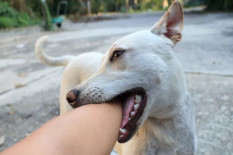 Anjing Ganas Gigit 3 Keluarga dan Rescuer di Sragen
