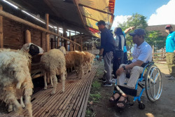 Jelang Iduladha, Difabel Jadi Sales Kambing di Bantul