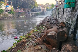 Penebangan Pohon Winongo Picu Keluhan, Warga Kian Kepanasan