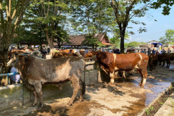 Jelang Iduladha, Penjualan Sapi di Sleman Sepi! Ini Penyebabnya